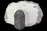Bargain, Austerops Trilobite - Morocco #67874-1